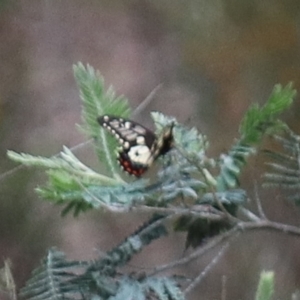 Papilio anactus at Crace, ACT - 23 Oct 2021