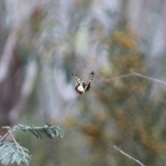 Papilio anactus at Crace, ACT - 23 Oct 2021