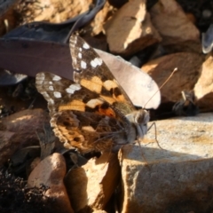 Vanessa kershawi (Australian Painted Lady) at Karabar, NSW - 22 Oct 2021 by SteveBorkowskis