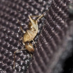 Camponotus claripes at Molonglo Valley, ACT - 21 Oct 2021