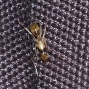 Camponotus claripes at Molonglo Valley, ACT - 21 Oct 2021