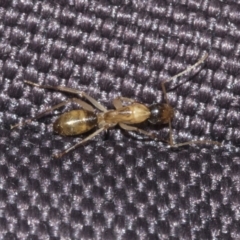 Camponotus claripes at Molonglo Valley, ACT - 21 Oct 2021 08:23 AM