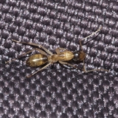 Camponotus claripes at Molonglo Valley, ACT - 21 Oct 2021