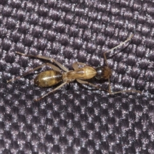 Camponotus claripes at Molonglo Valley, ACT - 21 Oct 2021