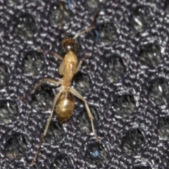 Camponotus claripes at Molonglo Valley, ACT - 21 Oct 2021