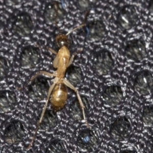 Camponotus claripes at Molonglo Valley, ACT - 21 Oct 2021