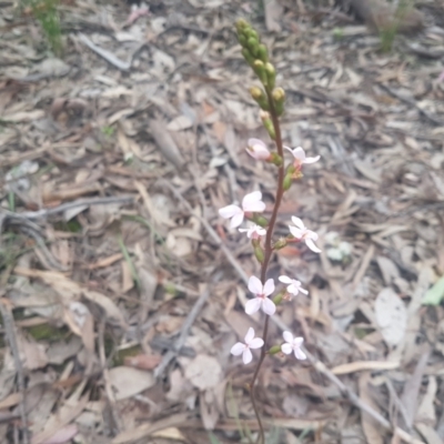 Stylidium graminifolium (grass triggerplant) at Karabar, NSW - 22 Oct 2021 by ElizaL