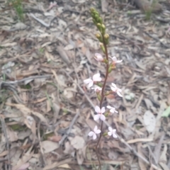 Stylidium graminifolium (Grass Triggerplant) at Karabar, NSW - 22 Oct 2021 by ElizaL