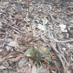 Stylidium graminifolium at Karabar, NSW - 22 Oct 2021