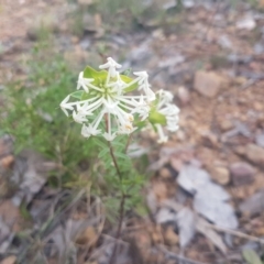 Pimelea linifolia (Slender Rice Flower) at Mount Jerrabomberra - 22 Oct 2021 by ElizaL