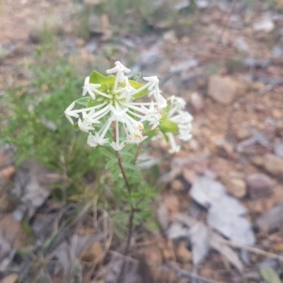 Pimelea linifolia (Slender Rice Flower) at Mount Jerrabomberra - 22 Oct 2021 by ElizaL