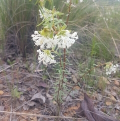 Pimelea linifolia at Karabar, NSW - 22 Oct 2021