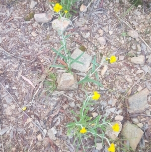 Chrysocephalum apiculatum at Karabar, NSW - 22 Oct 2021