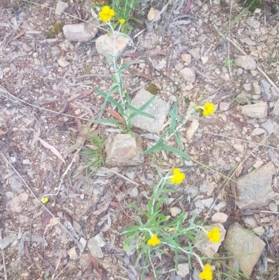Chrysocephalum apiculatum (Common Everlasting) at Karabar, NSW - 22 Oct 2021 by ElizaL