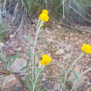 Chrysocephalum apiculatum at Karabar, NSW - 22 Oct 2021
