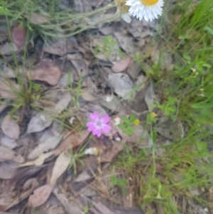 Petrorhagia sp. at Karabar, NSW - 22 Oct 2021 05:51 PM