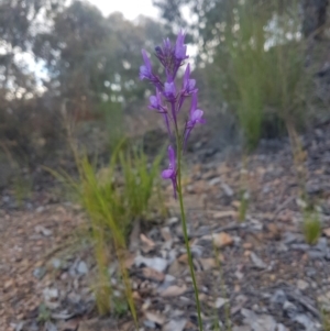 Linaria pelisseriana at Karabar, NSW - 22 Oct 2021