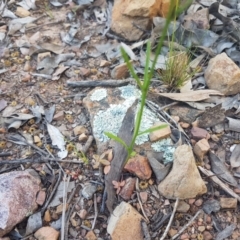 Linaria pelisseriana at Karabar, NSW - 22 Oct 2021 05:50 PM