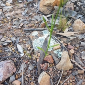 Linaria pelisseriana at Karabar, NSW - 22 Oct 2021 05:50 PM