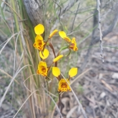 Diuris semilunulata (Late Leopard Orchid) at Karabar, NSW - 22 Oct 2021 by ElizaL