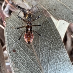 Reduviidae (family) (An assassin bug) at Murrumbateman, NSW - 21 Oct 2021 by SimoneC