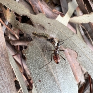 Reduviidae (family) at Murrumbateman, NSW - 21 Oct 2021