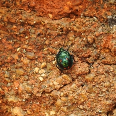 Cermatulus nasalis (Predatory shield bug, Glossy shield bug) at Tidbinbilla Nature Reserve - 22 Oct 2021 by Liam.m