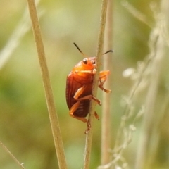 Calomela ioptera (A leaf beetle) at Paddys River, ACT - 23 Oct 2021 by Liam.m