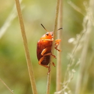 Calomela ioptera at Paddys River, ACT - 23 Oct 2021