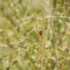 Calomela ioptera at Paddys River, ACT - suppressed