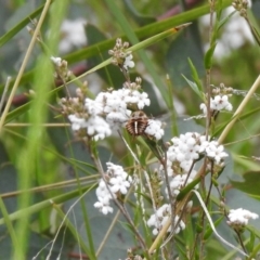 Sisyromyia sp. (genus) (A bee fly) at Paddys River, ACT - 23 Oct 2021 by Liam.m