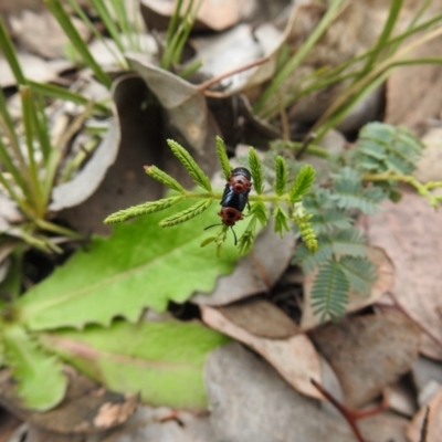 Calomela moorei (Acacia Leaf Beetle) at Carwoola, NSW - 21 Oct 2021 by Liam.m