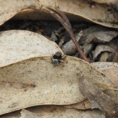 Maratus vespertilio (Bat-like peacock spider) at QPRC LGA - 21 Oct 2021 by Liam.m