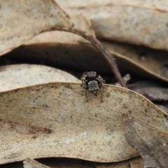 Maratus vespertilio at Carwoola, NSW - suppressed
