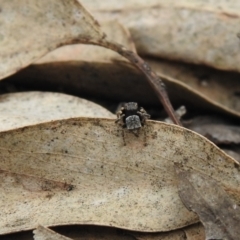 Maratus vespertilio at Carwoola, NSW - 21 Oct 2021