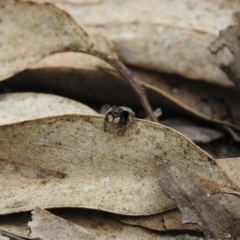 Maratus vespertilio at Carwoola, NSW - 21 Oct 2021