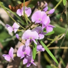 Glycine clandestina (Twining Glycine) at Booth, ACT - 23 Oct 2021 by KMcCue