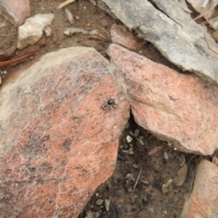 Maratus calcitrans (Kicking peacock spider) at Carwoola, NSW - 21 Oct 2021 by Liam.m