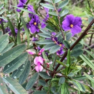 Indigofera australis subsp. australis at Booth, ACT - 23 Oct 2021