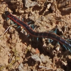 Scolopendra laeta (Giant Centipede) at Molonglo Valley, ACT - 8 Nov 2020 by JanetRussell