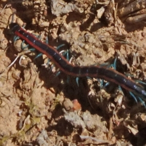 Scolopendra laeta at Molonglo Valley, ACT - 8 Nov 2020