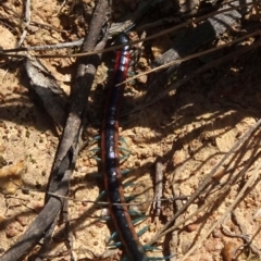 Scolopendra laeta at Molonglo Valley, ACT - 8 Nov 2020