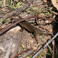 Liopholis whitii (White's Skink) at Namadgi National Park - 23 Oct 2021 by KMcCue