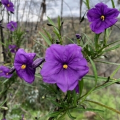 Solanum linearifolium (Kangaroo Apple) at Booth, ACT - 23 Oct 2021 by KMcCue