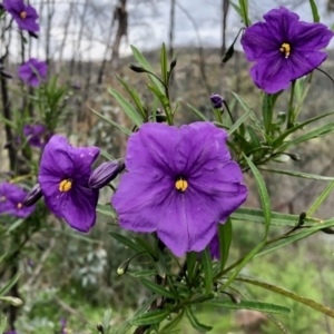 Solanum linearifolium at Booth, ACT - 23 Oct 2021