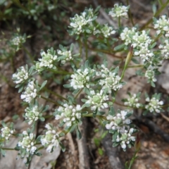 Poranthera microphylla (Small Poranthera) at Farrer, ACT - 22 Oct 2021 by MatthewFrawley