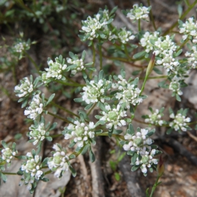 Poranthera microphylla (Small Poranthera) at Farrer, ACT - 23 Oct 2021 by MatthewFrawley