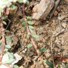 Poranthera microphylla at Farrer, ACT - 23 Oct 2021