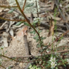 Poranthera microphylla at Farrer, ACT - 23 Oct 2021