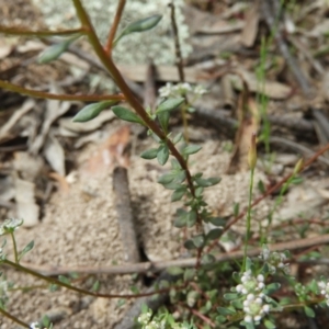 Poranthera microphylla at Farrer, ACT - 23 Oct 2021